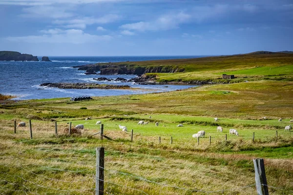 島シェトランド羊のスコットランド シェトランド諸島 美しいビュー — ストック写真