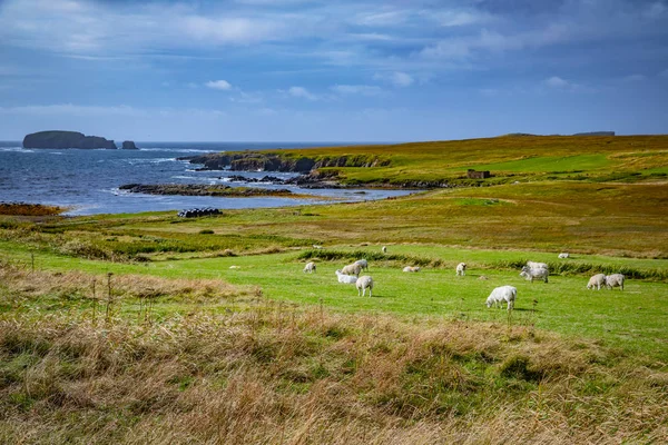 Écosse Îles Shetland Belle Vue Sur Île Shetland Moutons — Photo