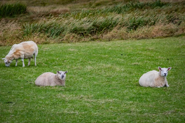 Schottland Shetland Inseln Schöne Aussicht Auf Insel Shetland Schafe — Stockfoto