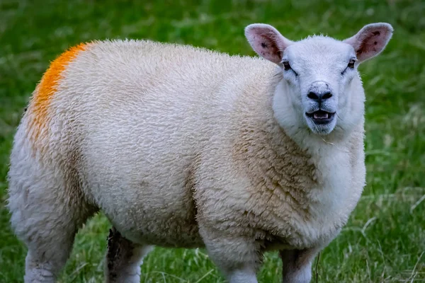 Szkocji Szetlandy Piękny Widok Wyspy Szetlandzkie Owce — Zdjęcie stockowe
