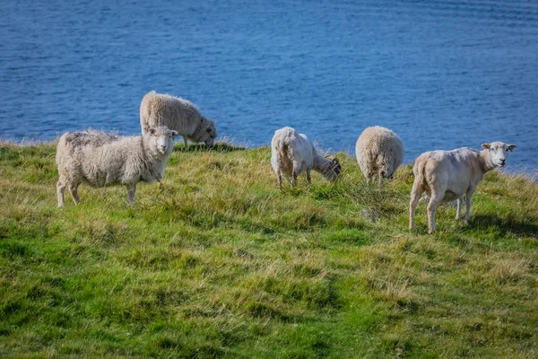 Escocia Islas Shetland Hermosa Vista Las Ovejas Isla Shetland —  Fotos de Stock