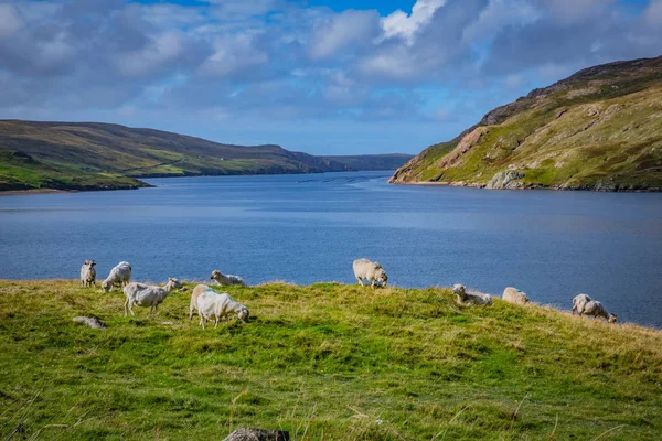 Écosse Îles Shetland Belle Vue Sur Île Shetland Moutons — Photo