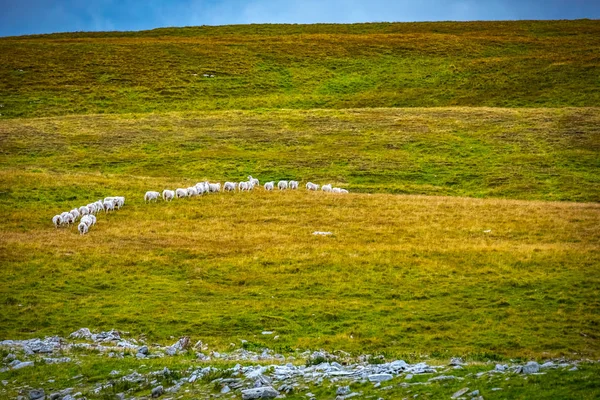 Schotland Shetlandeilanden Mooi Vergezicht Van Mousa Eiland Met Sheeps — Stockfoto