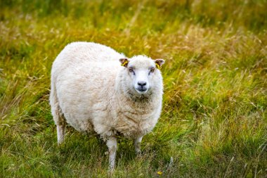 İskoçya, Shetland Adaları, güzel görünümünü Adası Shetland koyun