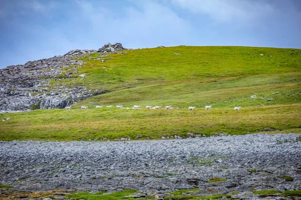 Scozia Isole Shetland Bella Vista Dell Isola Mousa Con Pecore — Foto Stock