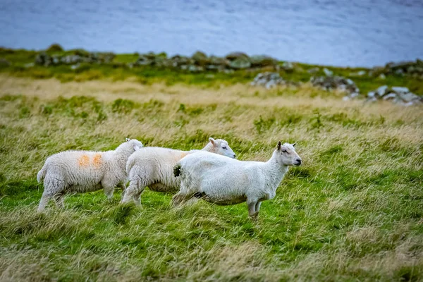 Skotlanti Shetlandinsaaret Kaunis Näkymä Saarelle Shetland Lampaita — kuvapankkivalokuva