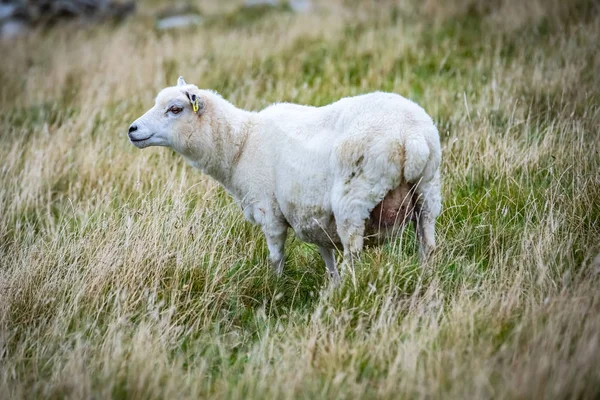 Escocia Islas Shetland Hermosa Vista Las Ovejas Isla Shetland —  Fotos de Stock