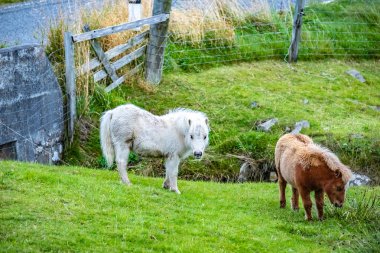 Midilli, İskoçya, Shetland Adaları, İngiltere