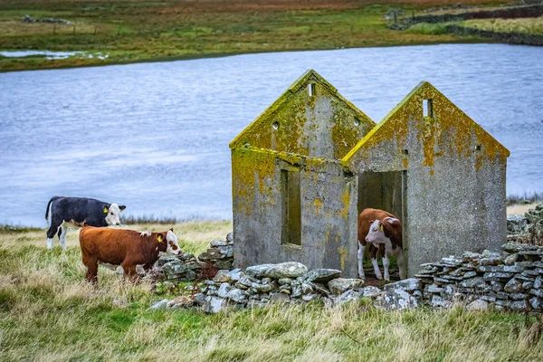 Vacca Scozia Isole Shetland Regno Unito — Foto Stock