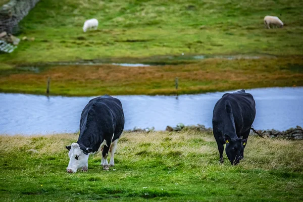 Tehén Scotland Shetland Islands Egyesült Királyság — Stock Fotó