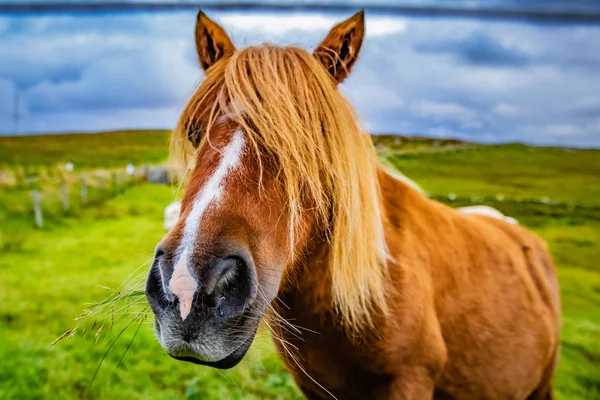 Shetlandský Pony Skotsku Shetlandské Ostrovy Velká Británie — Stock fotografie