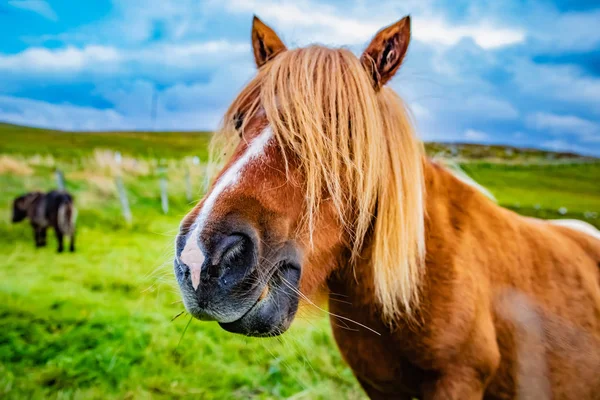 Πόνι Shetland Νησιά Σέτλαντ Σκωτία Ηνωμένο Βασίλειο — Φωτογραφία Αρχείου