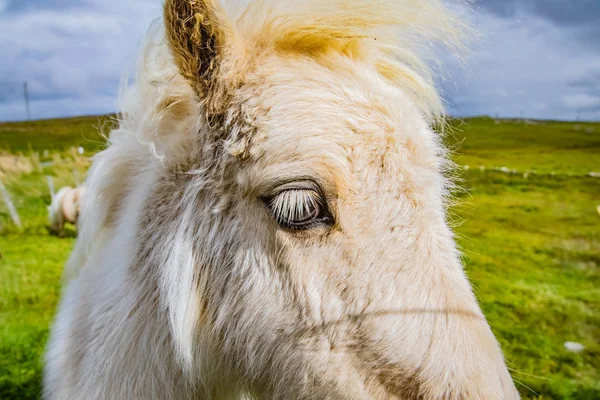 Shetland Pony Escocia Islas Shetland Reino Unido —  Fotos de Stock