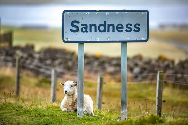 Шотландії Шетландських Гарний Вид Острова Шетландськіє Овець Дорозі — стокове фото