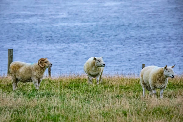 Schottland Shetland Inseln Schöne Aussicht Auf Insel Shetland Schafe — Stockfoto