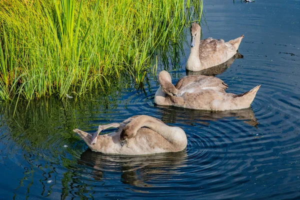 Oiseaux Sur Lac Falkirk Écosse Trois Cygnes — Photo