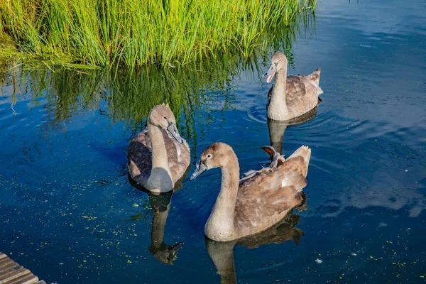 Birds on lake at Falkirk, Scotland. Three swans.