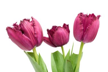 Lale kadar izole üzerinde beyaz arka plan kapatmak