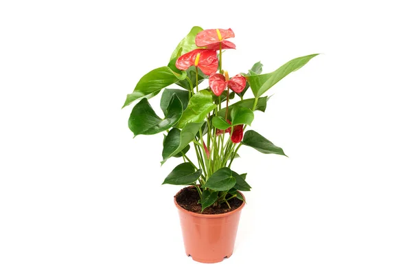 Kahverengi plastik kapta kırmızı anthurium beyaz zemin üzerinde izole