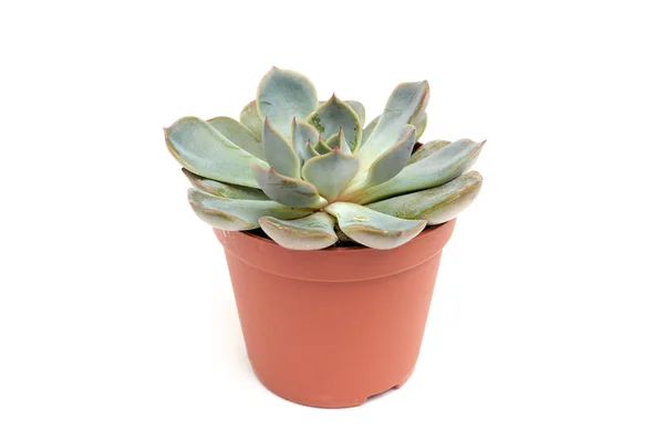 Echeveria Orion Suculento Isolado Sobre Fundo Branco — Fotografia de Stock