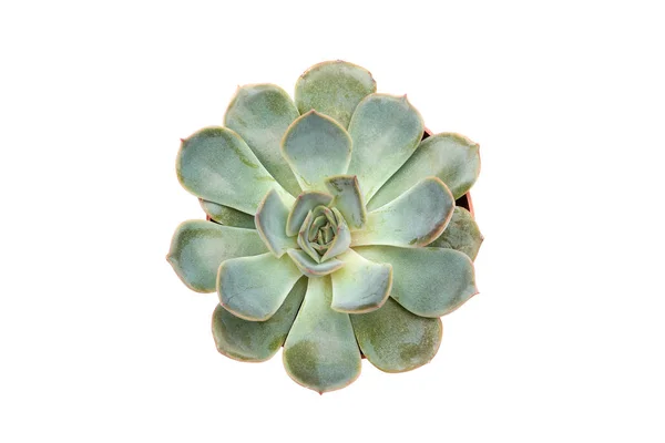 Etli echeveria orion beyaz arka plan üzerinde izole.