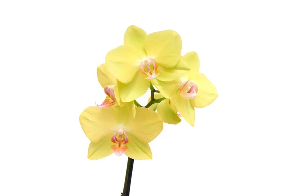Flor Amarela Orquídea Phalaenopsis Close — Fotografia de Stock