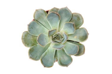 Etli echeveria orion beyaz arka plan üzerinde izole.