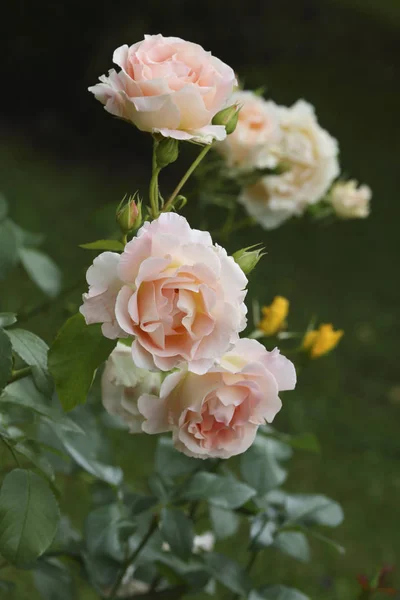 Cinco Rosas Rosadas Suaves Foto Vertikal — Foto de Stock