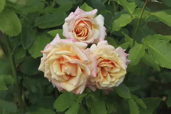 Tres Rosas Sobre Fondo Verde — Foto de Stock