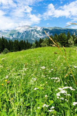 flowers in meadow alps landscape in summer flims switzerland clipart