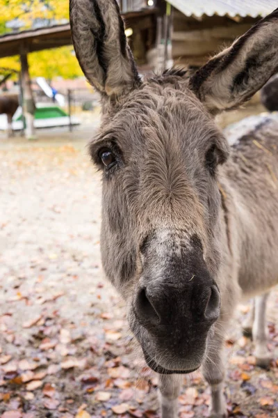 grey donkey face front view close up friendly expersion