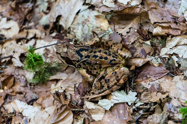 Żaba Lesie Zamknij Się Pobliżu Caumasee Szwajcarii — Zdjęcie stockowe