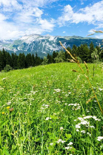çiçek çayır alps peyzaj yaz flims İsviçre