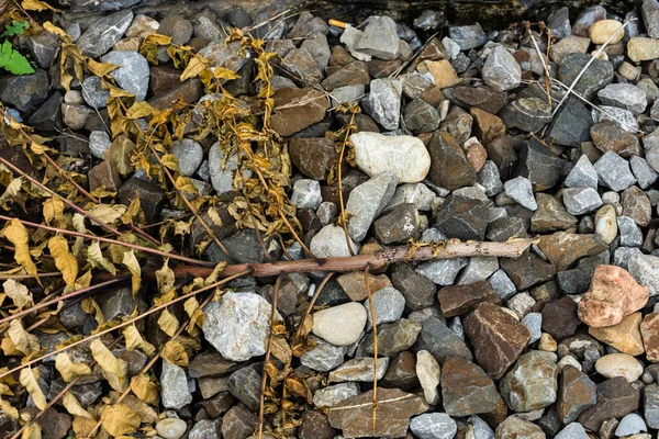 Fondo Piedra Peeble Colorido Arbusto Blanqueado Cerca — Foto de Stock
