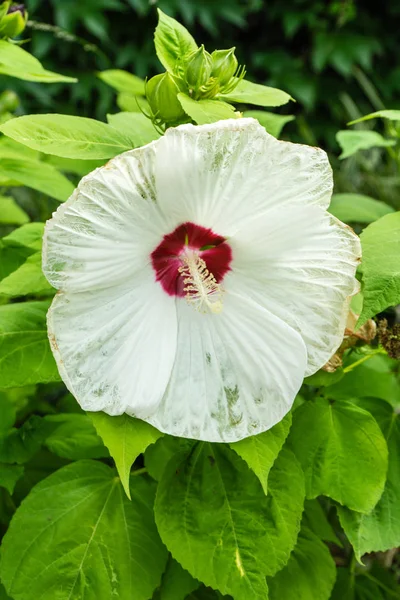 White Flower Front View Blooming Close Green Leaf — Stock Photo, Image