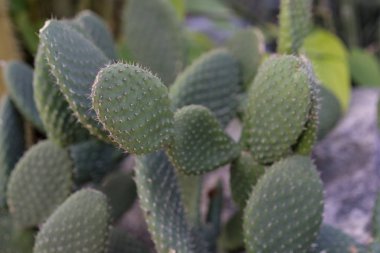 tacinga saxatilis kaktüs sulu botanik kadar kapatın