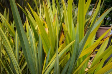 Yeni Zelanda keten phormium agavaceae tanax yaprakları