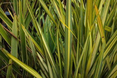 Yeni Zelanda keten phormium agavaceae tanax yaprakları