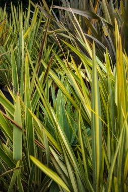 Yeni Zelanda keten phormium agavaceae tanax yaprakları