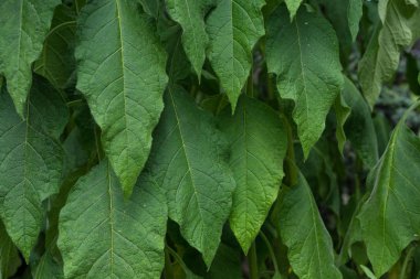engels trompet, brugmansia solanceae, arka plan tasarım deseni yaprakları