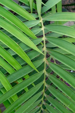 yeşil yaprak örtüşme zikzak desen yapısı arka planı için