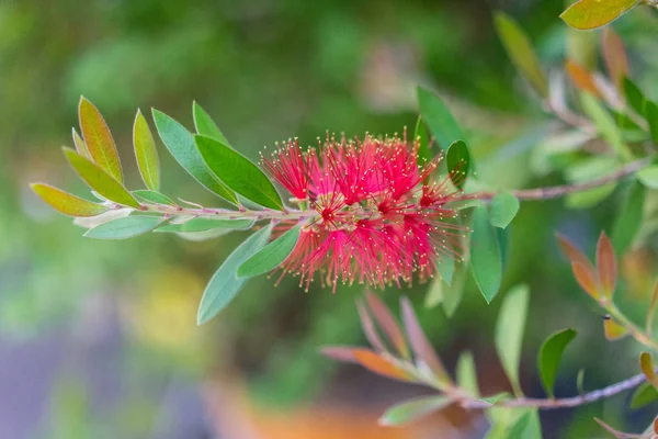 callistemon citrinus yeşil bitki ve citrius kırmızı yaprakları
