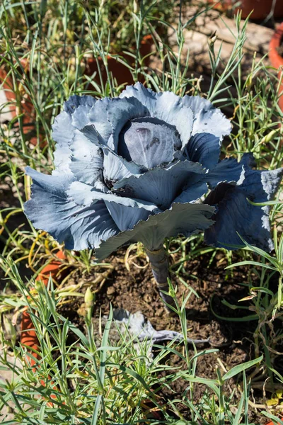 big blue salad head in garden ready to harvest urban gardening healthy bio organic