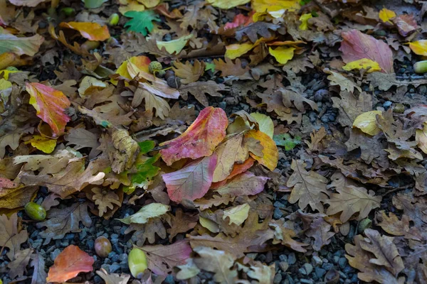 Herbst Blatt Regen Nahaufnahme Ansicht Rot Gelb Grün — Stockfoto