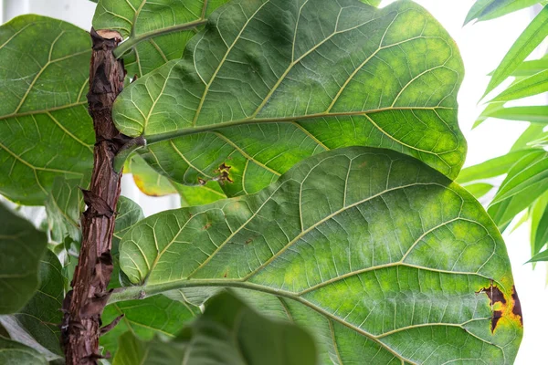 Ficus Lyrata Moraceae Plant Tree Big Leaf Tropical Africa Rubber — Stock Photo, Image