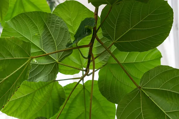 Leaf Ficus Auriculata Moraceae Elephant Ear Fig Nepal Structure Background — Stock Photo, Image