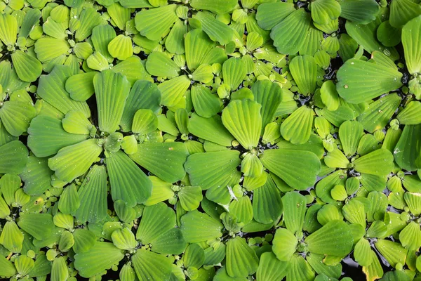 Ortak duckweed Lemna minor, tam kare doku yapısı