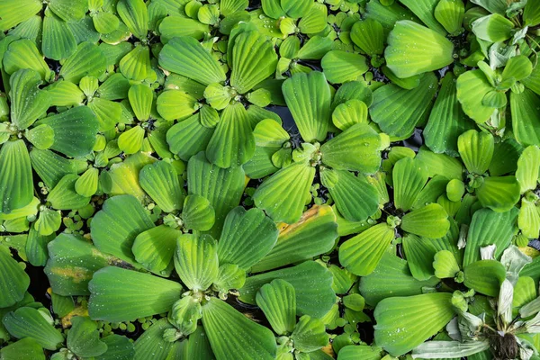 Common Duckweed Lemna Minor Struktur Tekstur Frame Penuh — Stok Foto