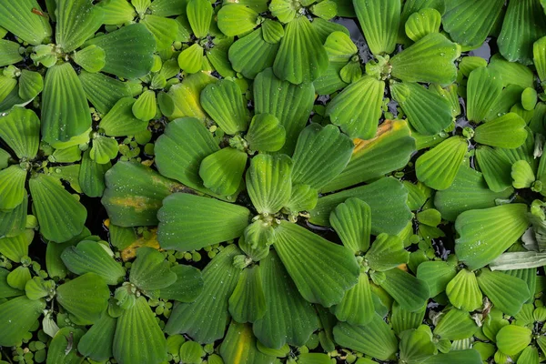 Common Duckweed Lemna Minor Struktur Tekstur Frame Penuh — Stok Foto