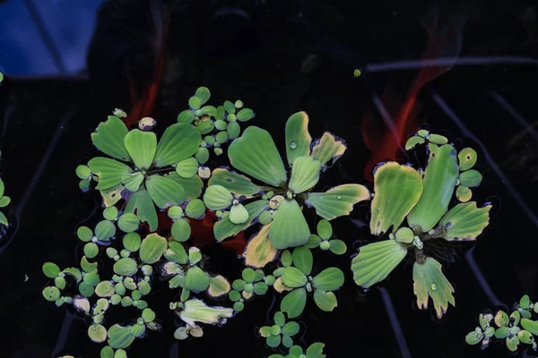 Duckweed Lemna Minor Waterplant Top View Lake — Stok Foto